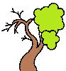 Feigenbaum: erst kahl, dann mit Blättern